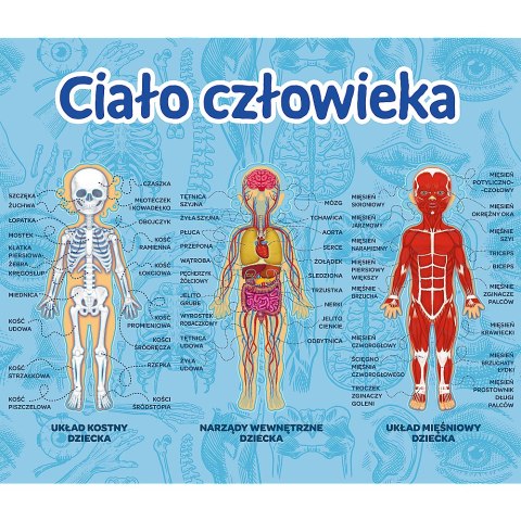 Gra dla dzieci Ciało człowieka Mistrz Wiedzy Trefl 01957