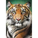 Puzzle - "1500" - Portret tygrysa Trefl 26204
