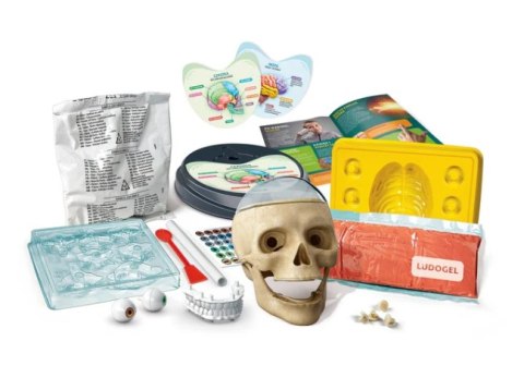 Naukowa Zabawa Zestaw Zwariowana Anatomia Język Polski Clementoni 50697